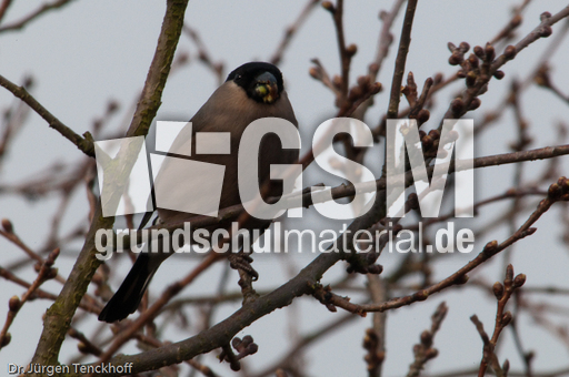 Gimpel (25 von 40).jpg